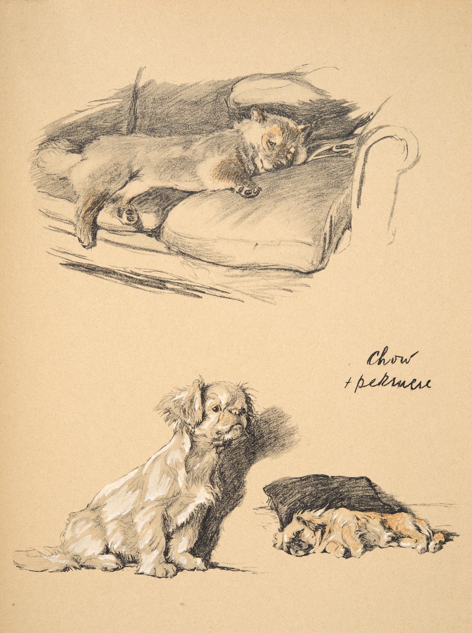 Chow och Pekinese, 1930, Illustrationer från hans skissbok som användes för "Just Among Friends", Aldin, Cecil Charles Windsor (1870-1935), senare utgiven av Eyre and Spottiswoode Limited, 1934, Chalk and C av Cecil Charles Windsor Aldin