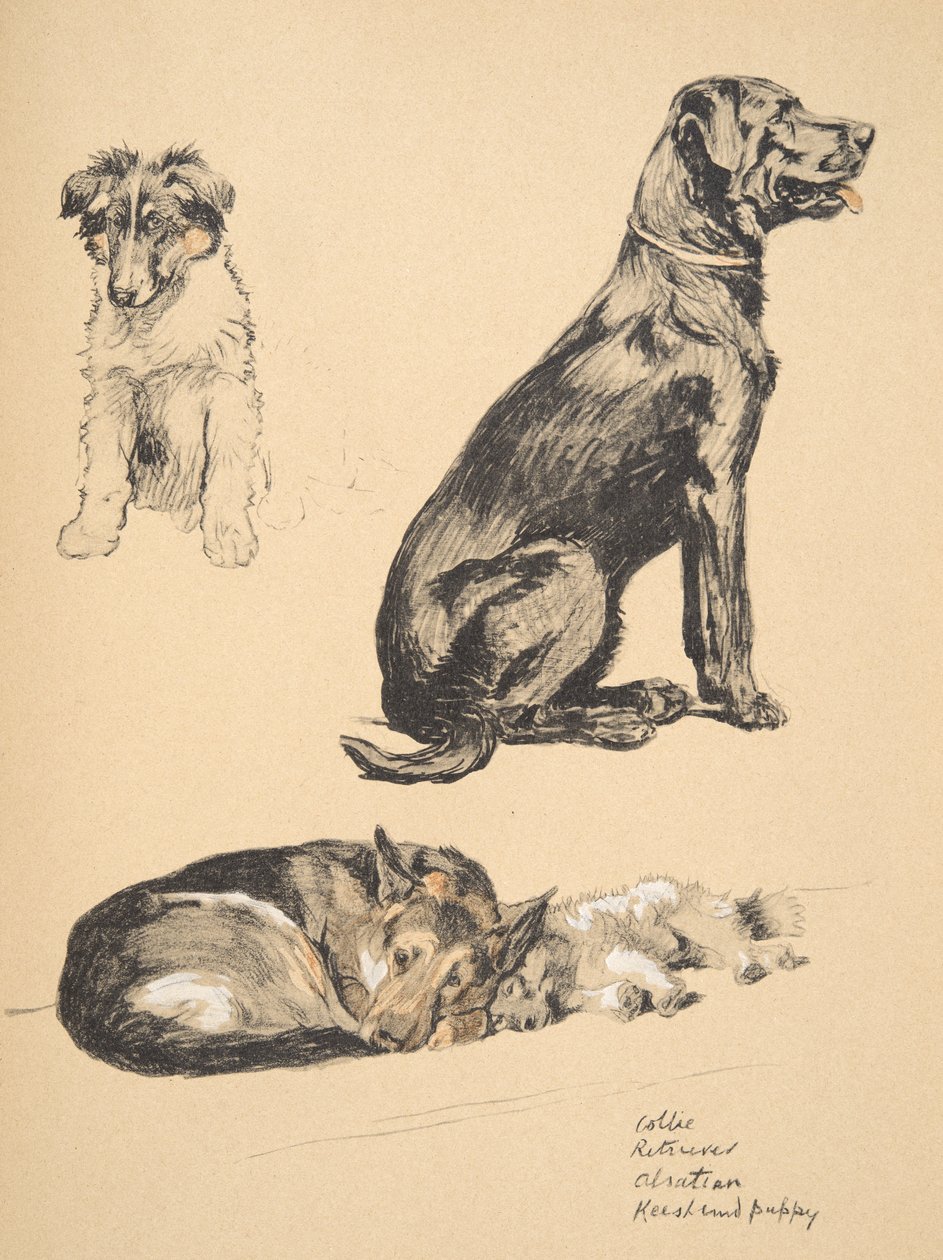 Collie, Retriever, Alsatian and Keeshond Puppy, 1930, Illustrationer från hans skissbok som användes för "Just Among Friends", Aldin, Cecil Charles Windsor (1870-1935), senare publicerad av Eyre och Spottiswood av Cecil Charles Windsor Aldin