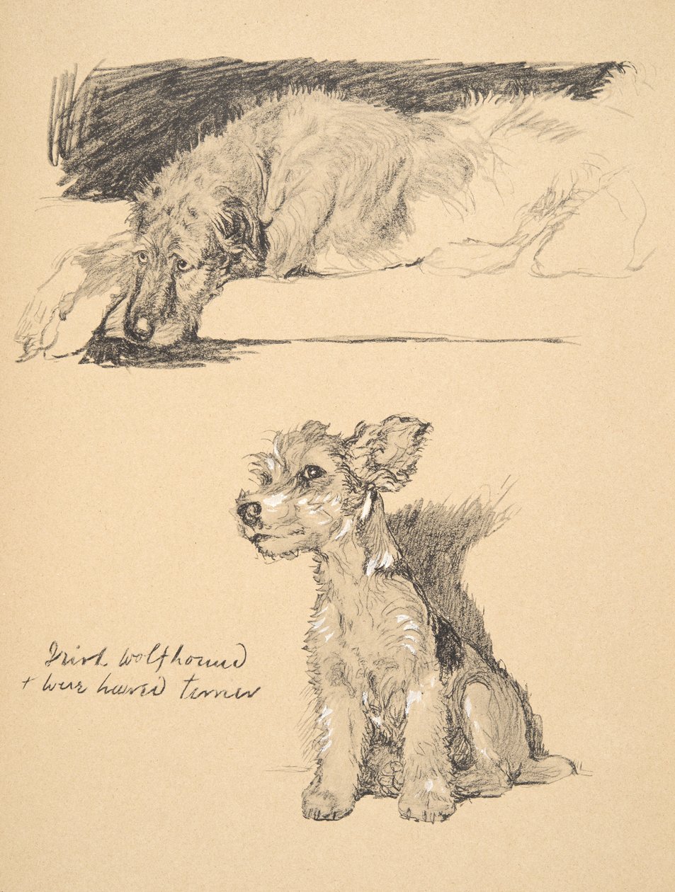 Irish Wolfhound and Wire-Haired Terrier, 1930, illustrationer från hans skissbok som användes för "Just Among Friends", Aldin, Cecil Charles Windsor (1870-1935), senare utgiven av Eyre and Spottiswoode Limi av Cecil Charles Windsor Aldin