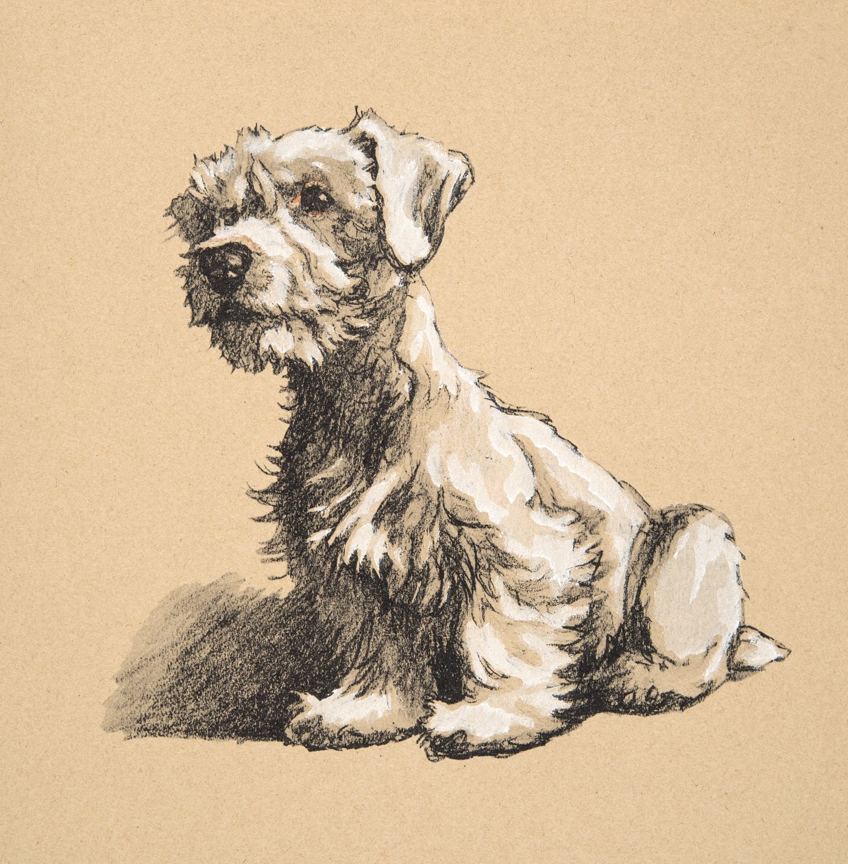 Sealyham, 1930, Illustrationer från hans skissbok använd för "Just Among Friends", Aldin, Cecil Charles Windsor (1870-1935), senare publicerad av Eyre och Spottiswoode Limited, 1934, Chalk and Charcoal o av Cecil Charles Windsor Aldin