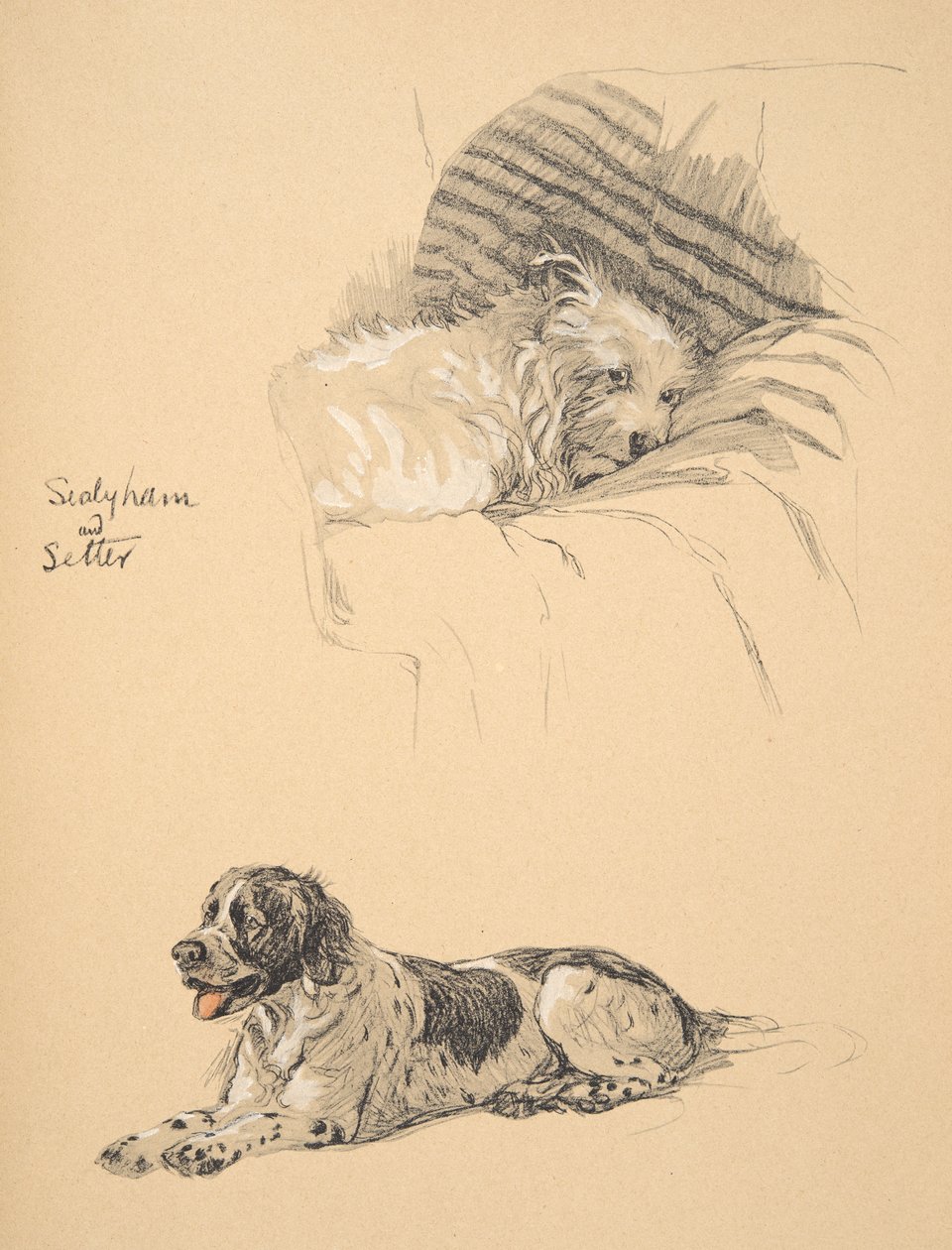 Sealyham and Setter, 1930, Illustrationer från hans skissbok som användes för "Just Among Friends", Aldin, Cecil Charles Windsor (1870-1935), senare publicerad av Eyre och Spottiswoode Limited, 1934, Chalk and av Cecil Charles Windsor Aldin