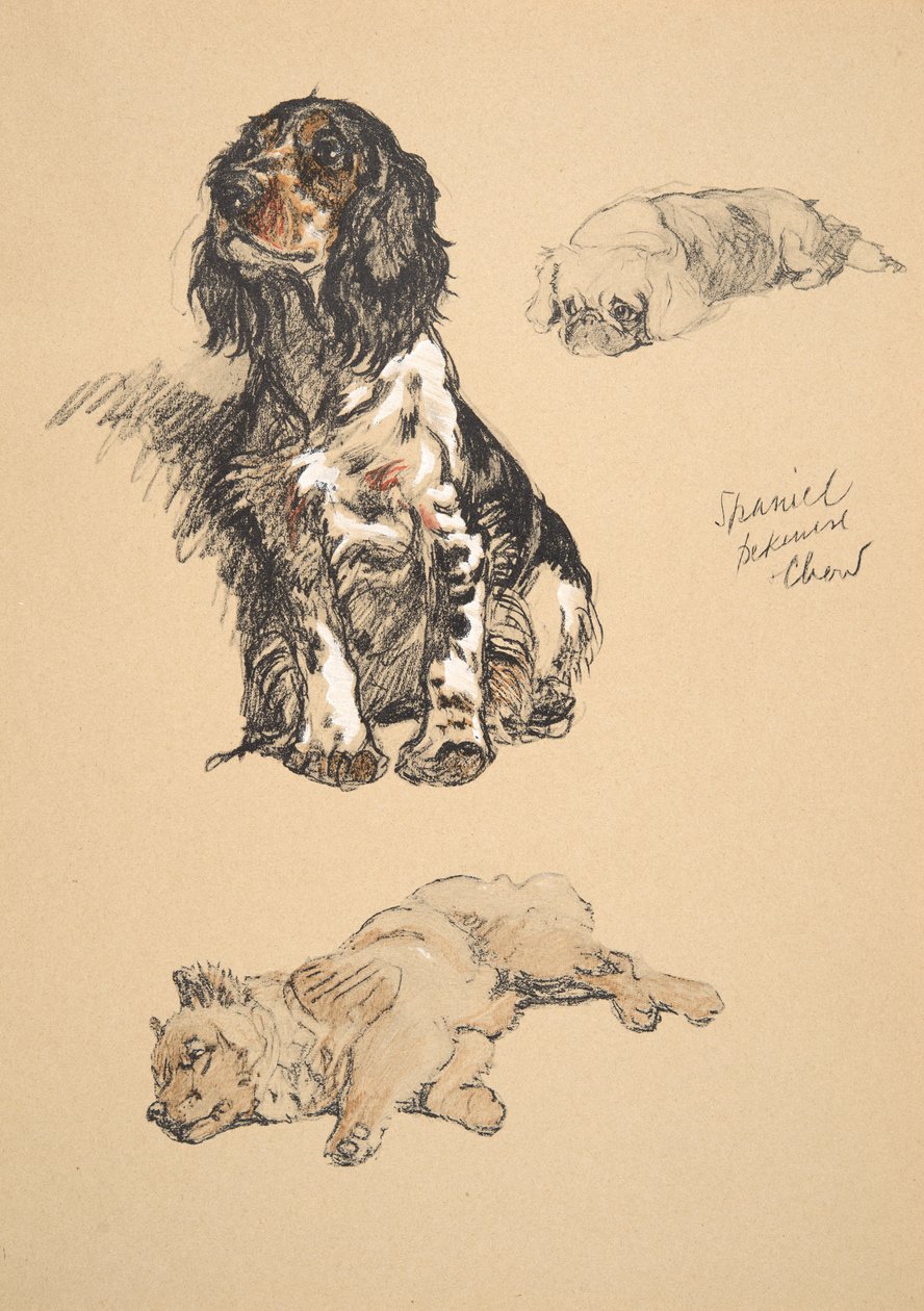 Spaniel, Pekinese and Chow, 1930, Illustrationer från hans skissbok som användes för "Just Among Friends", Aldin, Cecil Charles Windsor (1870-1935), senare utgiven av Eyre and Spottiswoode Limited, 1934, Ch av Cecil Charles Windsor Aldin