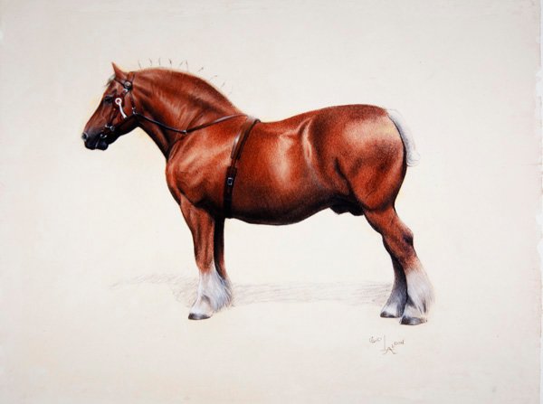 En mästare av Suffolk Punch (pastell på papper) av Cecil Charles Windsor Aldin