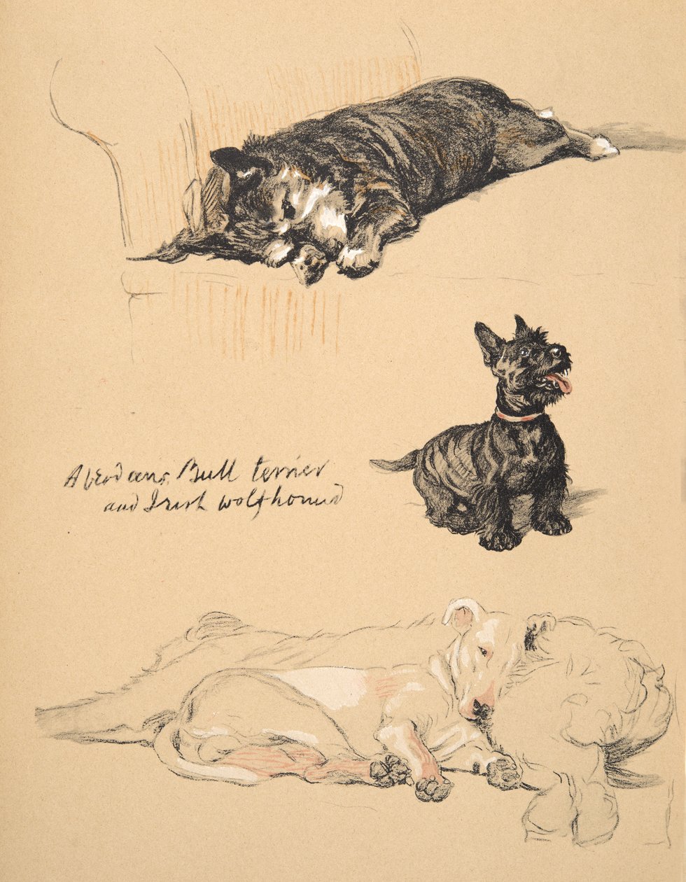 Aberdeens, Bull-terrier och irländsk varghund, 1930, illustrationer från hans skissbok som används för Just Among Friends, Aldin, Cecil Charles Windsor (1870-1935), senare publicerad av Eyre och Spottiswoode Li av Cecil Charles Windsor Aldin