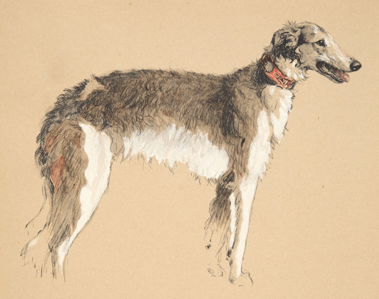 Borzoi, 1930, Illustrationer från hans skissbok använd för Just Among Friends, senare publicerad av Eyre och Spottiswoode Limited, 1934 (krita och kol på papper) av Cecil Charles Windsor Aldin