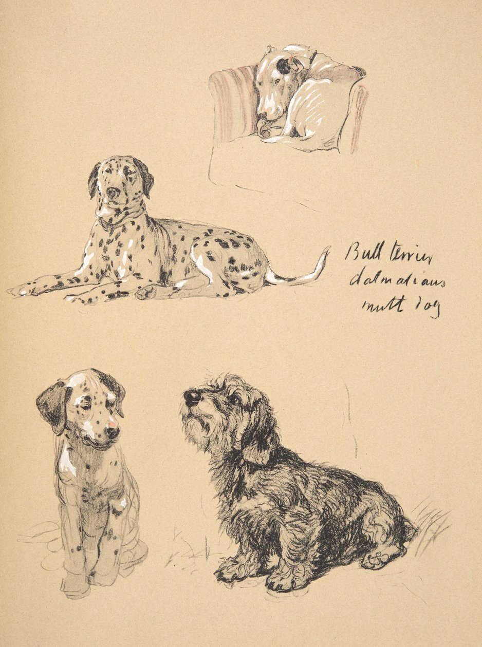 Bull Terrier, Dalmatians and Mutt Dog, 1930, Illustrationer från hans skissbok som används för Just Among Friends, Aldin, Cecil Charles Windsor (1870-1935), senare publicerad av Eyre och Spottiswoode Limited, av Cecil Charles Windsor Aldin
