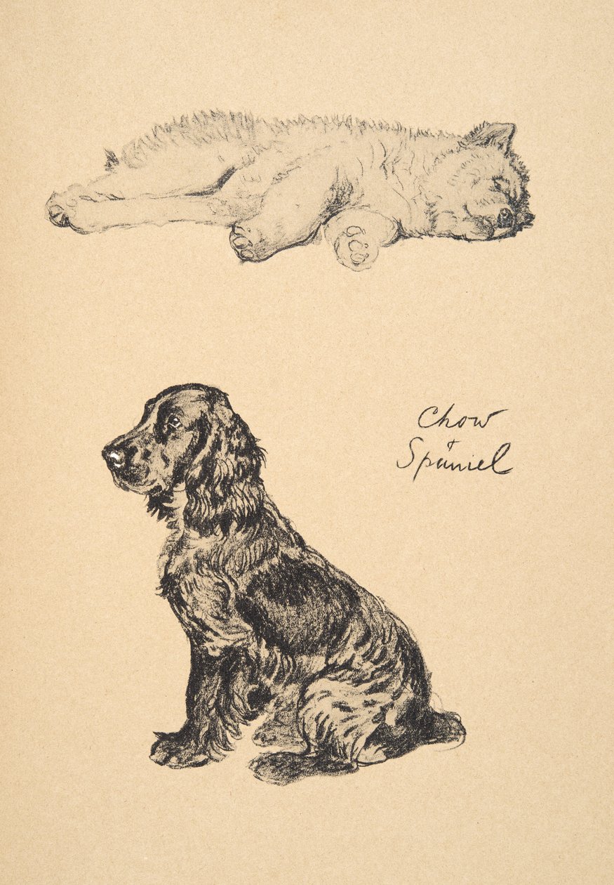 Chow and Spaniel, 1930, Illustrationer från hans skissbok som användes för "Just Among Friends", Aldin, Cecil Charles Windsor (1870-1935), senare publicerad av Eyre och Spottiswoode Limited, 1934, Chalk and Ch av Cecil Charles Windsor Aldin