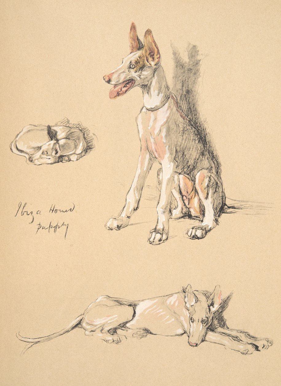 Ibiza Hound Puppy , 1930, Illustrationer från hans skissbok som används för Just Among Friends, Aldin, Cecil Charles Windsor (1870-1935), senare publicerad av Eyre och Spottiswoode Limited, 1934, Chalk and Ch av Cecil Charles Windsor Aldin