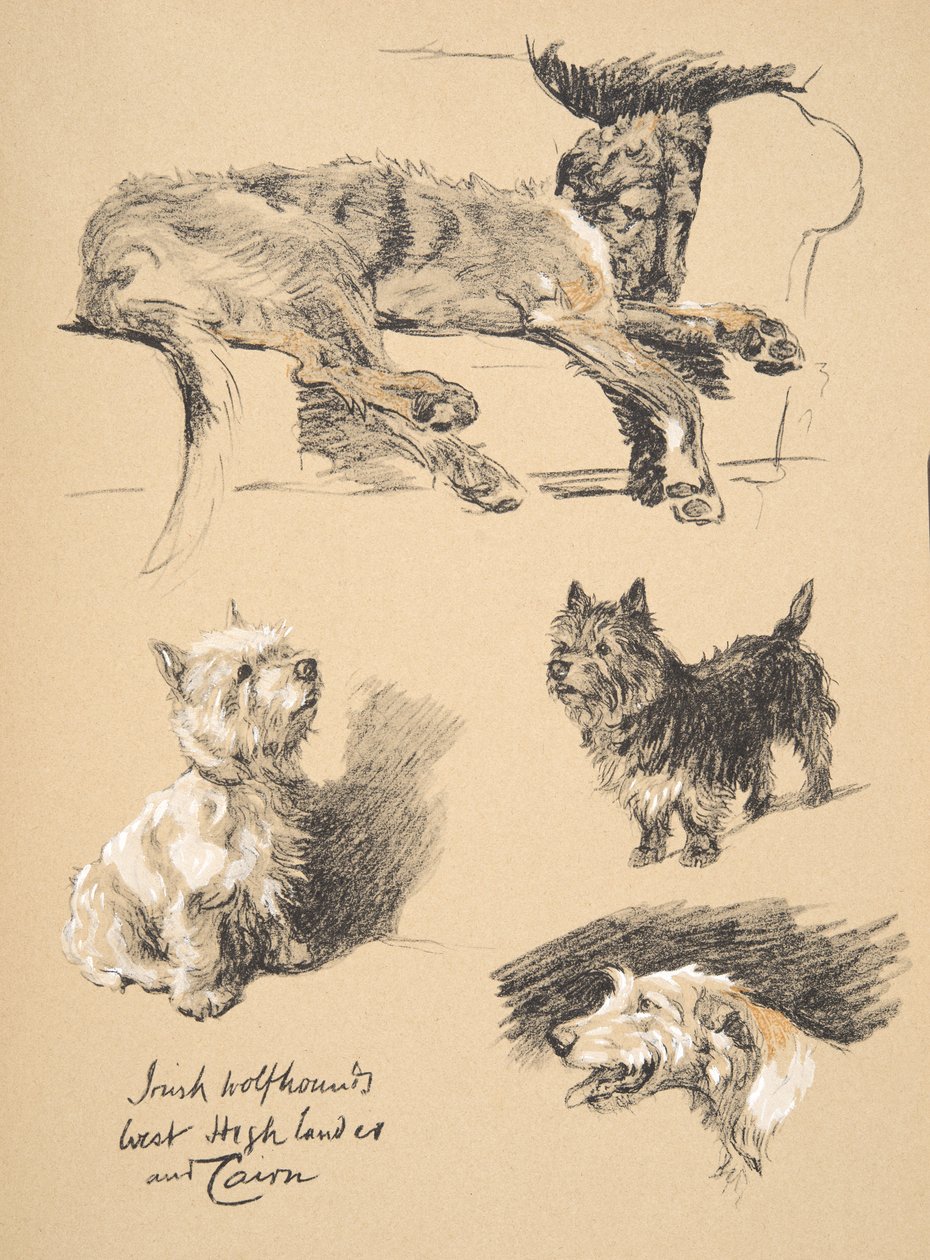 Irish Wolfhound, West Highlander and Cairn, 1930, illustrationer från hans skissbok som användes för "Just Among Friends", Aldin, Cecil Charles Windsor (1870-1935), senare utgiven av Eyre and Spottiswoode L av Cecil Charles Windsor Aldin