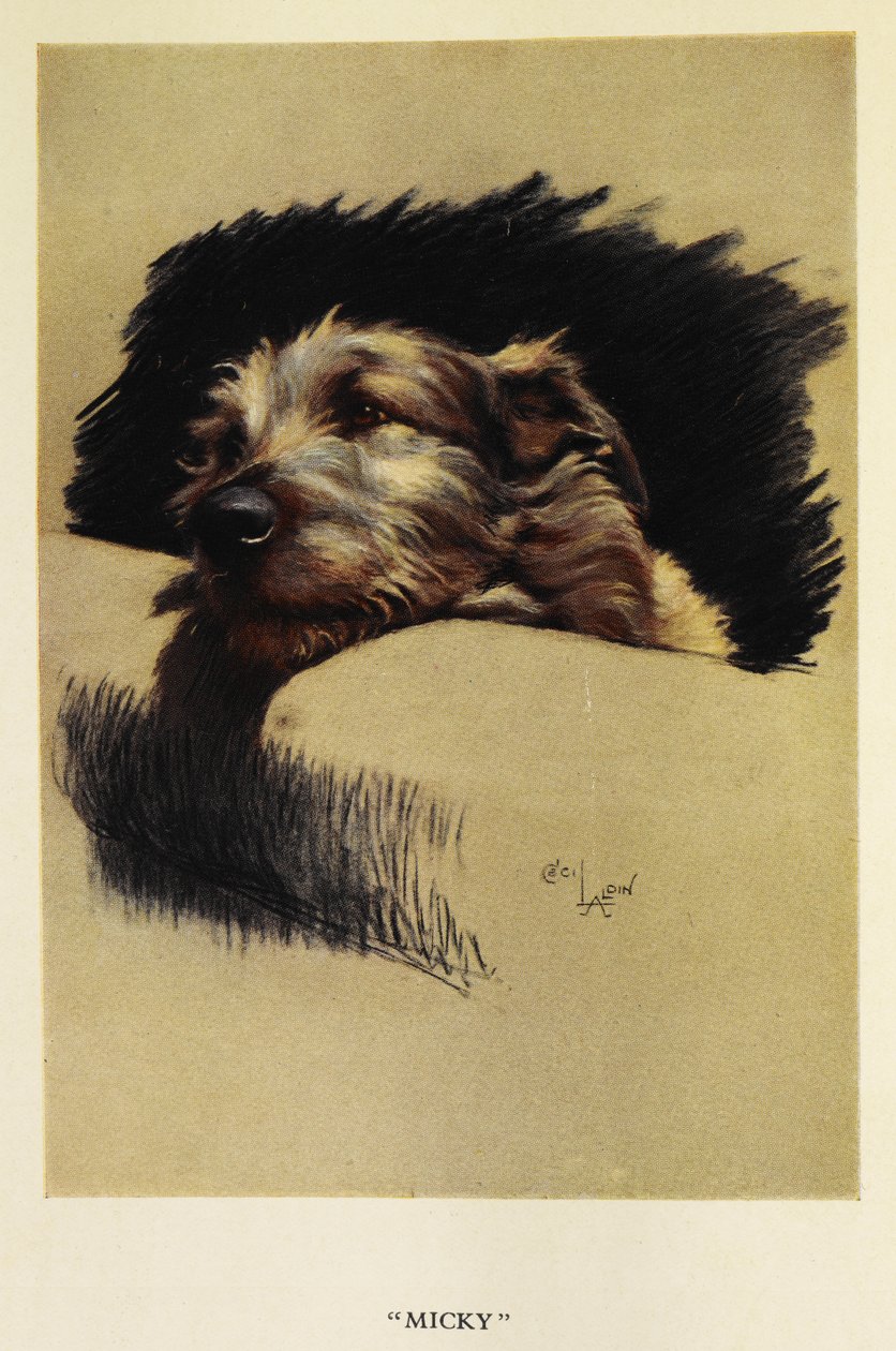 "Micky". Ett porträtt av en hund, en terrier av Cecil Charles Windsor Aldin