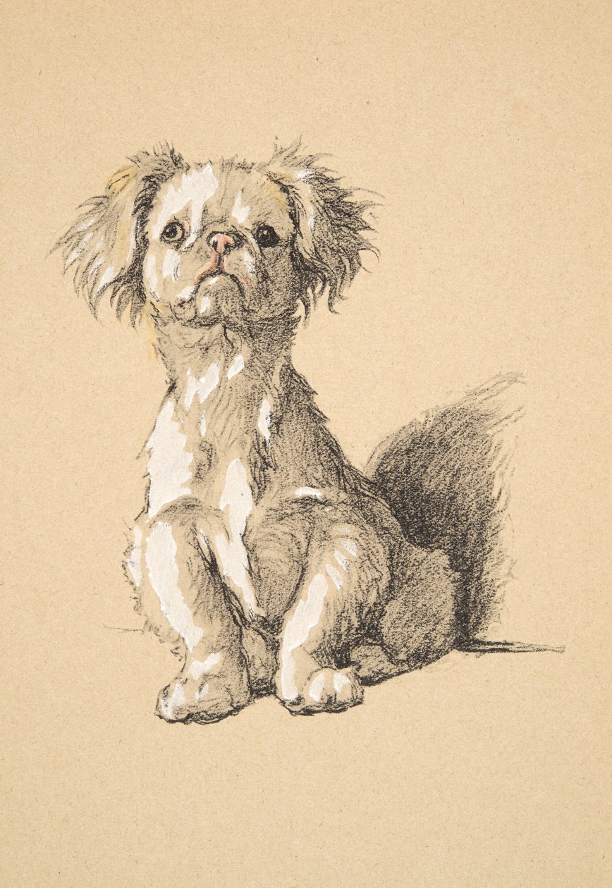 Peke, 1930, Illustrationer från hans skissbok som används för Just Among Friends, Aldin, Cecil Charles Windsor (1870-1935), senare publicerad av Eyre och Spottiswoode Limited, 1934, Chalk and Charcoal på papper av Cecil Charles Windsor Aldin