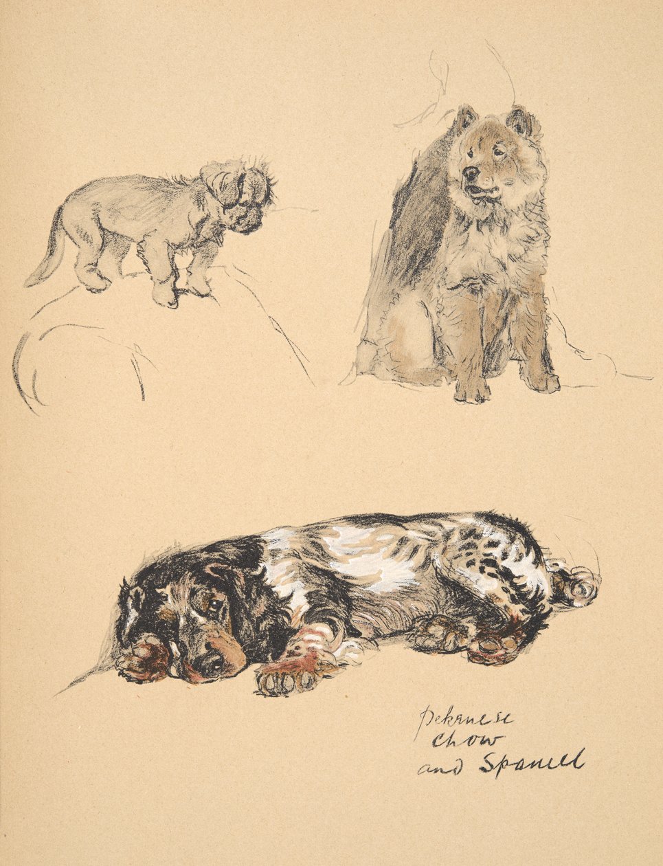 Pekinese, Chow och Spaniel, 1930, Illustrationer från hans skissbok som används för Just Among Friends, Aldin, Cecil Charles Windsor (1870-1935), senare publicerad av Eyre och Spottiswoode Limited, 1934, Chal av Cecil Charles Windsor Aldin