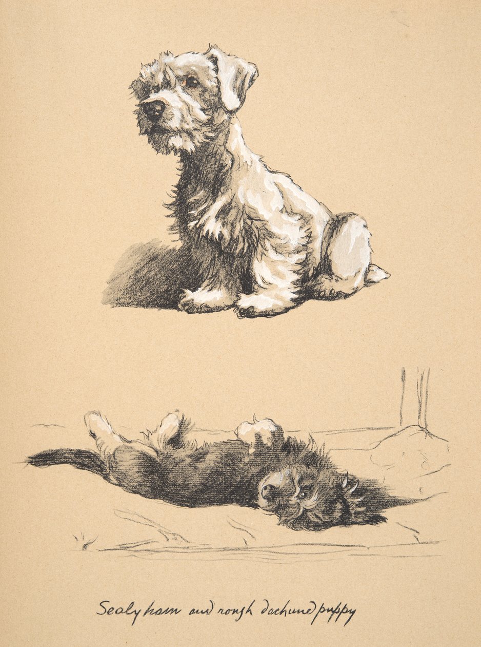 Sealyham and Rough Dachshund Puppy, 1930, Illustrationer från hans skissbok använd för Just Among Friends, senare publicerad av Eyre och Spottiswoode Limited, 1934 (krita och kol på papper) av Cecil Charles Windsor Aldin