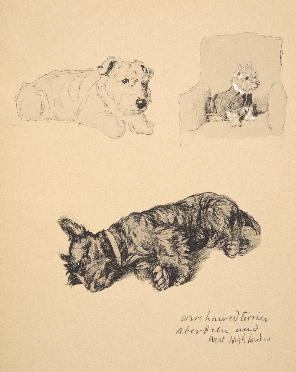 Wire-haired Terrier, Aberdeen och West Highlander, 1930, Illustrationer från hans skissbok som används för Just Among Friends, Aldin, Cecil Charles Windsor (1870-1935), senare publicerad av Eyre och Spottiswood av Cecil Charles Windsor Aldin
