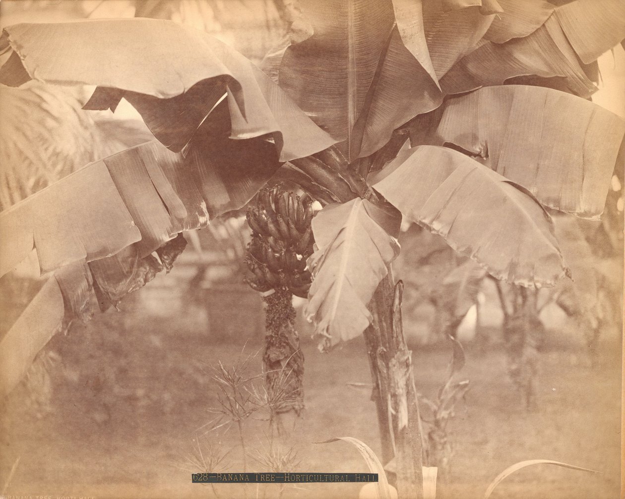 Bananträd, Horticultural Hall, Centennial Exhibition, Philadelphia av Centennial Photographic Co.