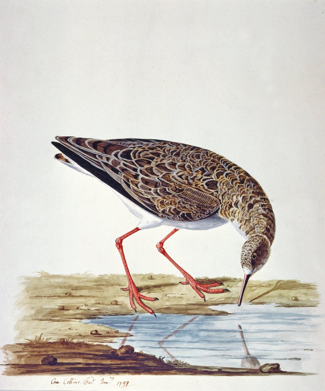 Curlew Sandpiperswed av Charles Collins