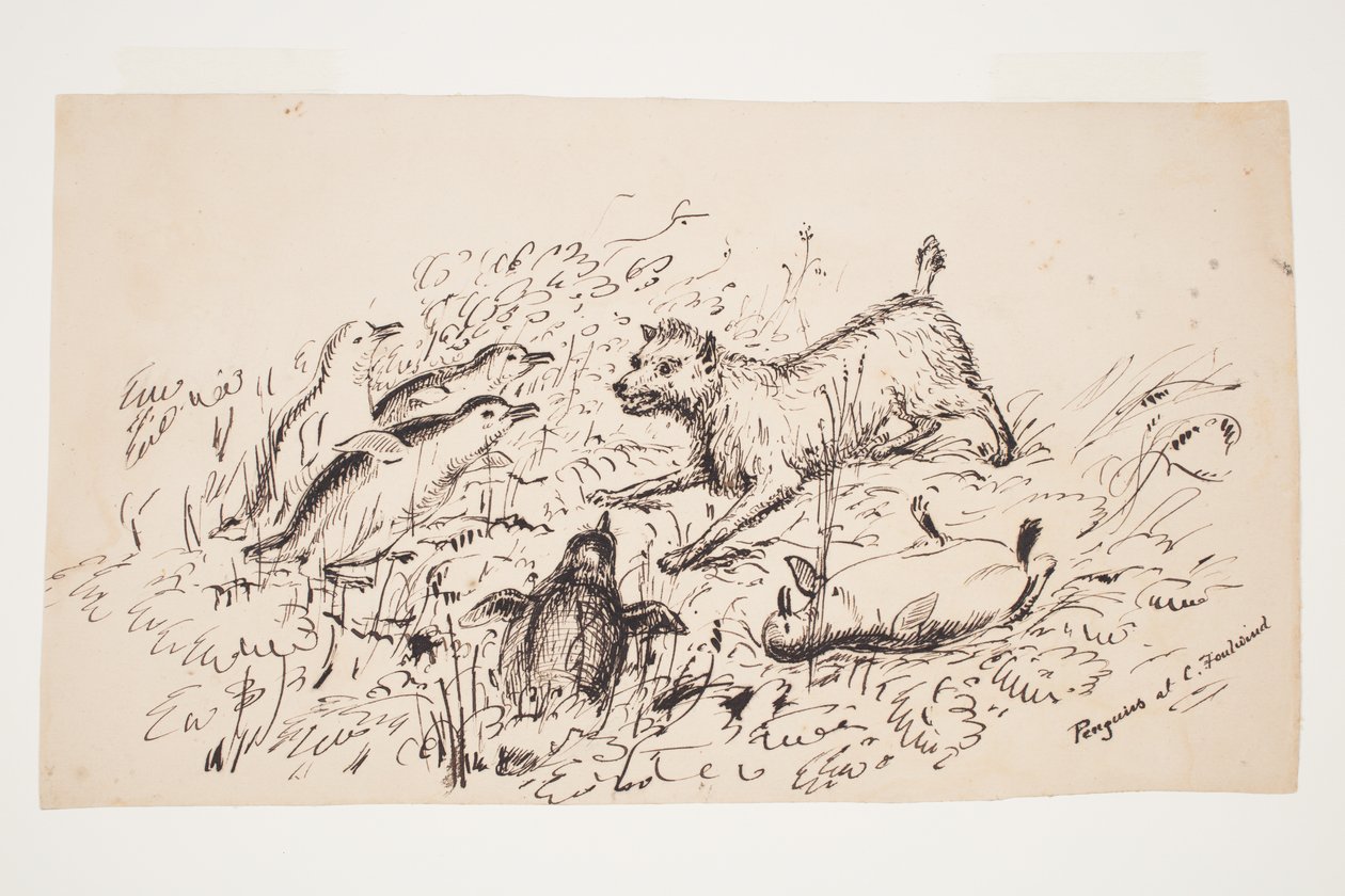 Pingviner vid Cape Foulwind av Charles Heaphy