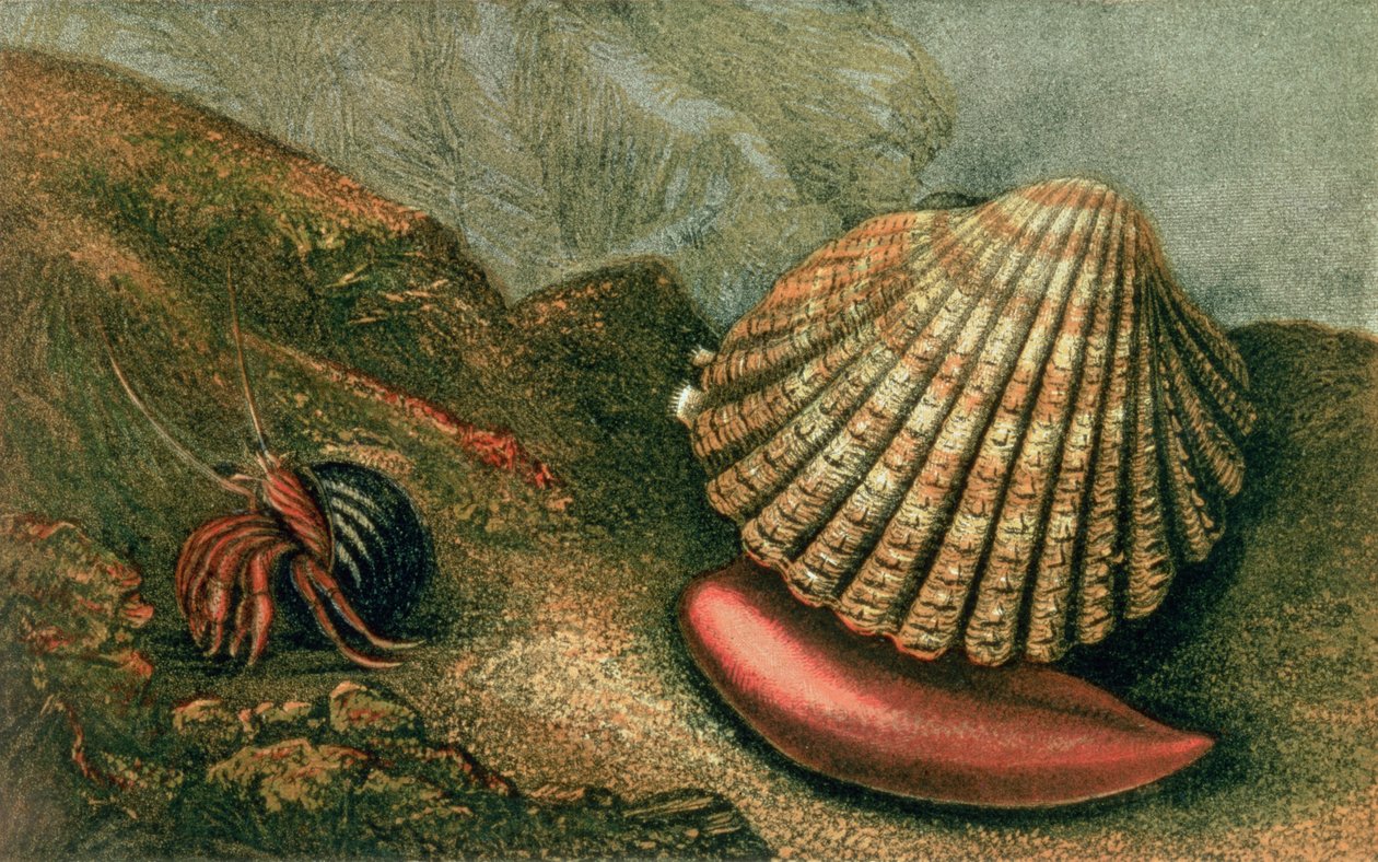 Cardum Rusticum och Pagurus Bernhardi in a Periwinkle Shell, från "Glaucus or the Wonders of the Shore" skriven och illustrerad av Charles Kingsley av Charles Kingsley