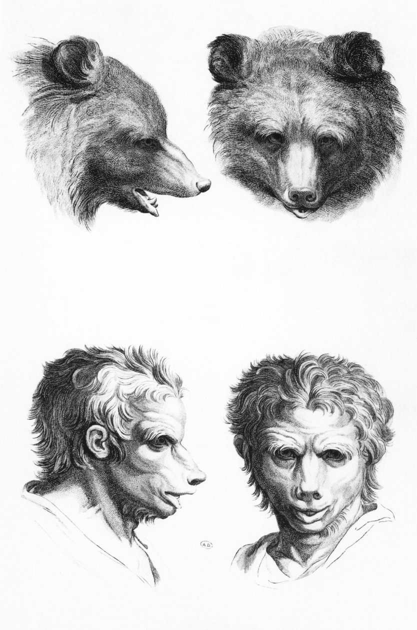 Likheter mellan huvudet på en björn och en man, från "Livre de portraiture pour them who begin to draw" av Le Brun av Charles Le Brun