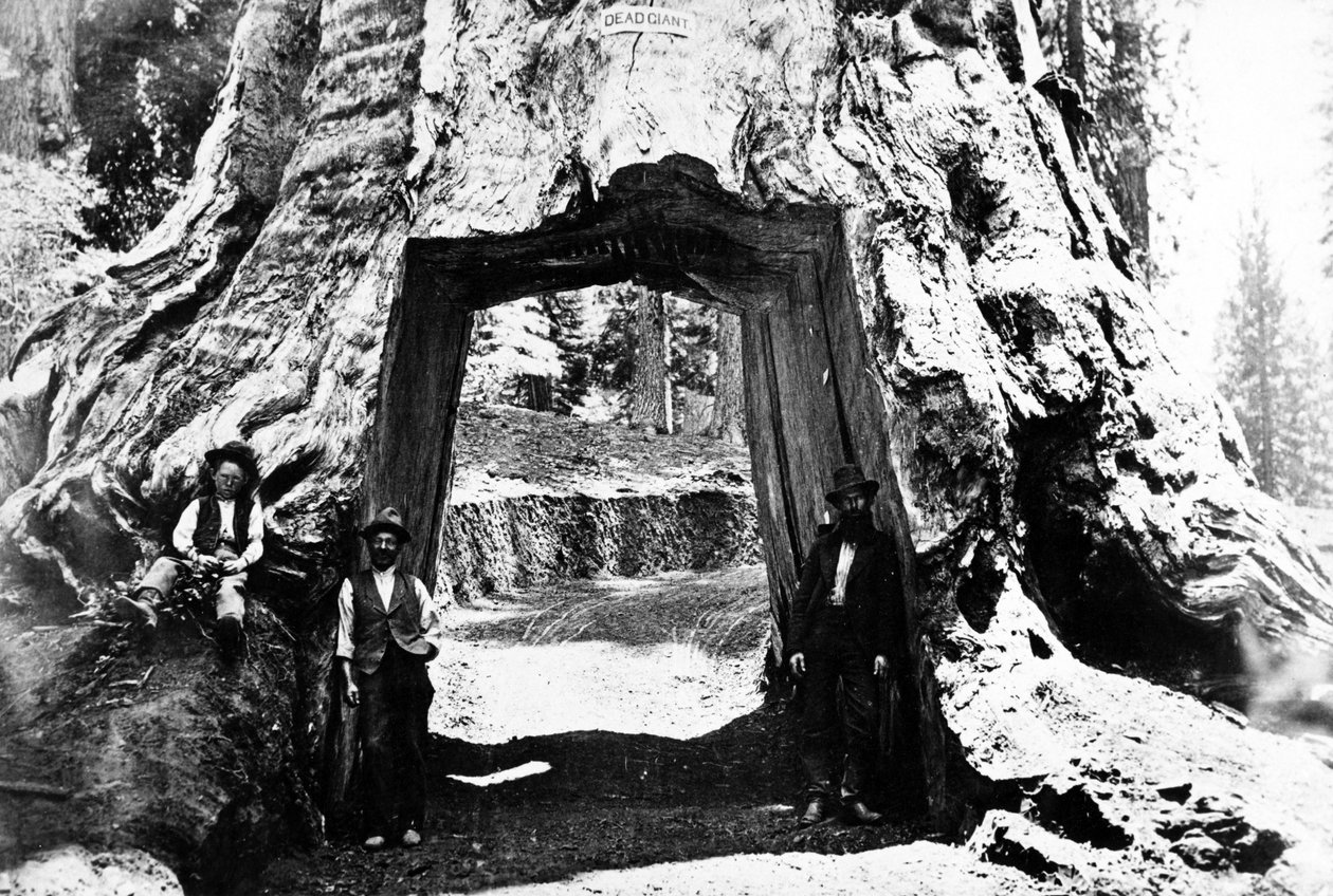 Wawona-träd, ca 1890 av Charles Roscoe Savage