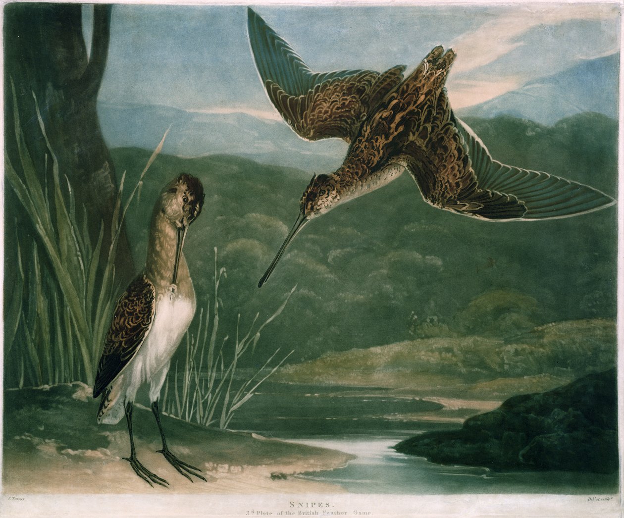 Snipes, tallrik 3 av British Feather Game, graverad av konstnären, pub. av R. Ackermann, ca 1810 (mezzotintgravyr) av Charles Yardley Turner