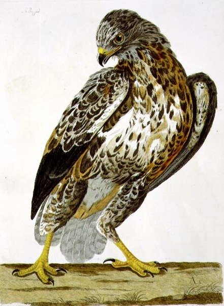 The Buzzard (Buteo buteo) tallrik från 