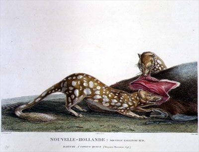 Dasyurus Macrourus, en långsvansad Dasyure, från New South Wales, New Holland, skylt 33 från 