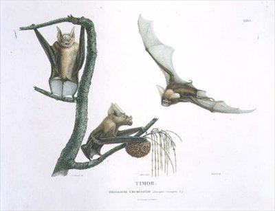 Rhinolophus Crumeniferus, en hästskofladdermus, från Timor, skylt 35 från 