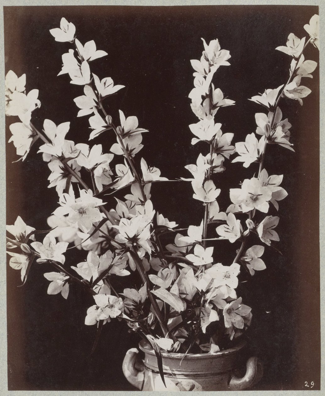 Blomstudie med Kölnkruka av Charles Aubry (manner of)