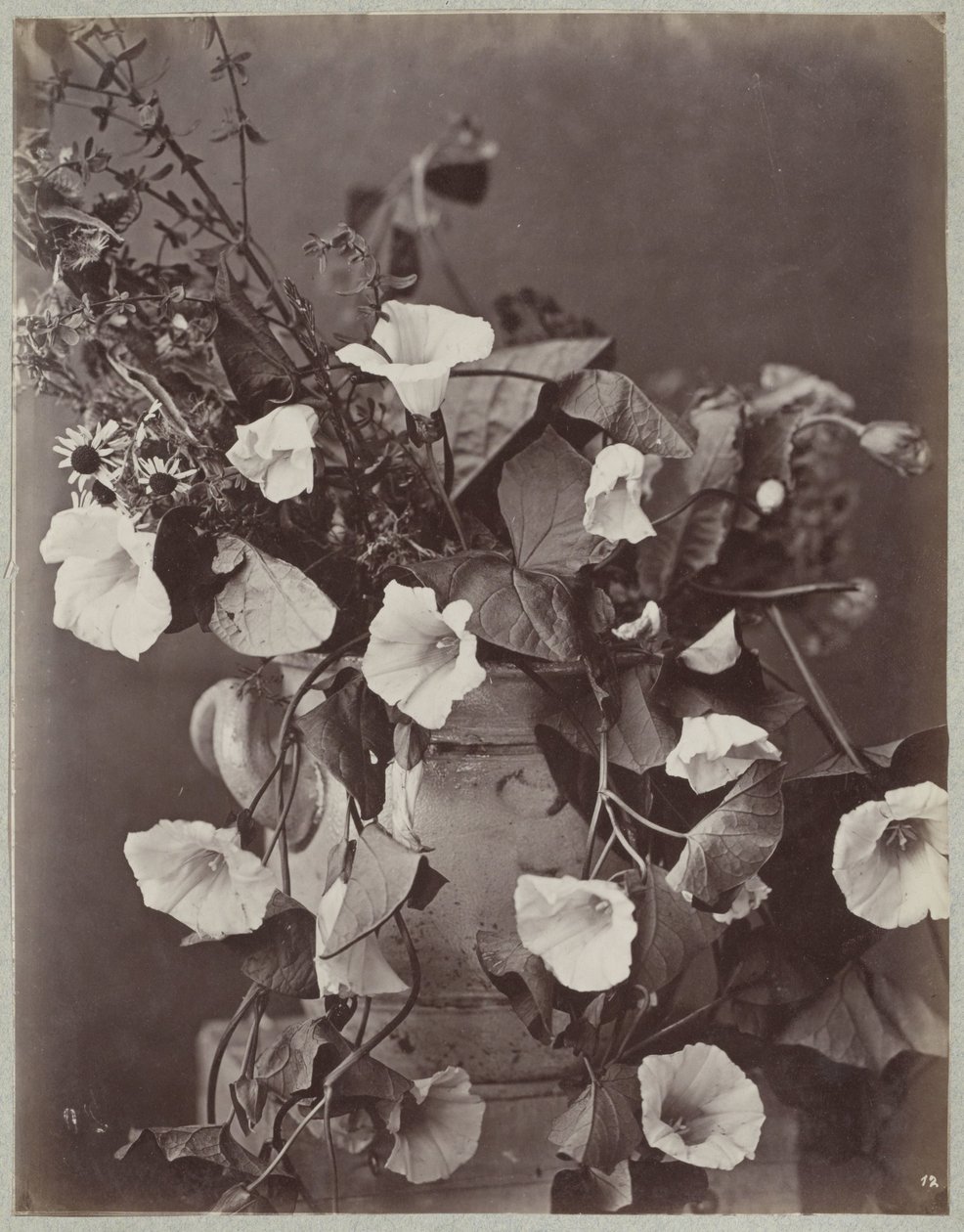 Blomstudie med Kölnkruka av Charles Aubry (manner of)