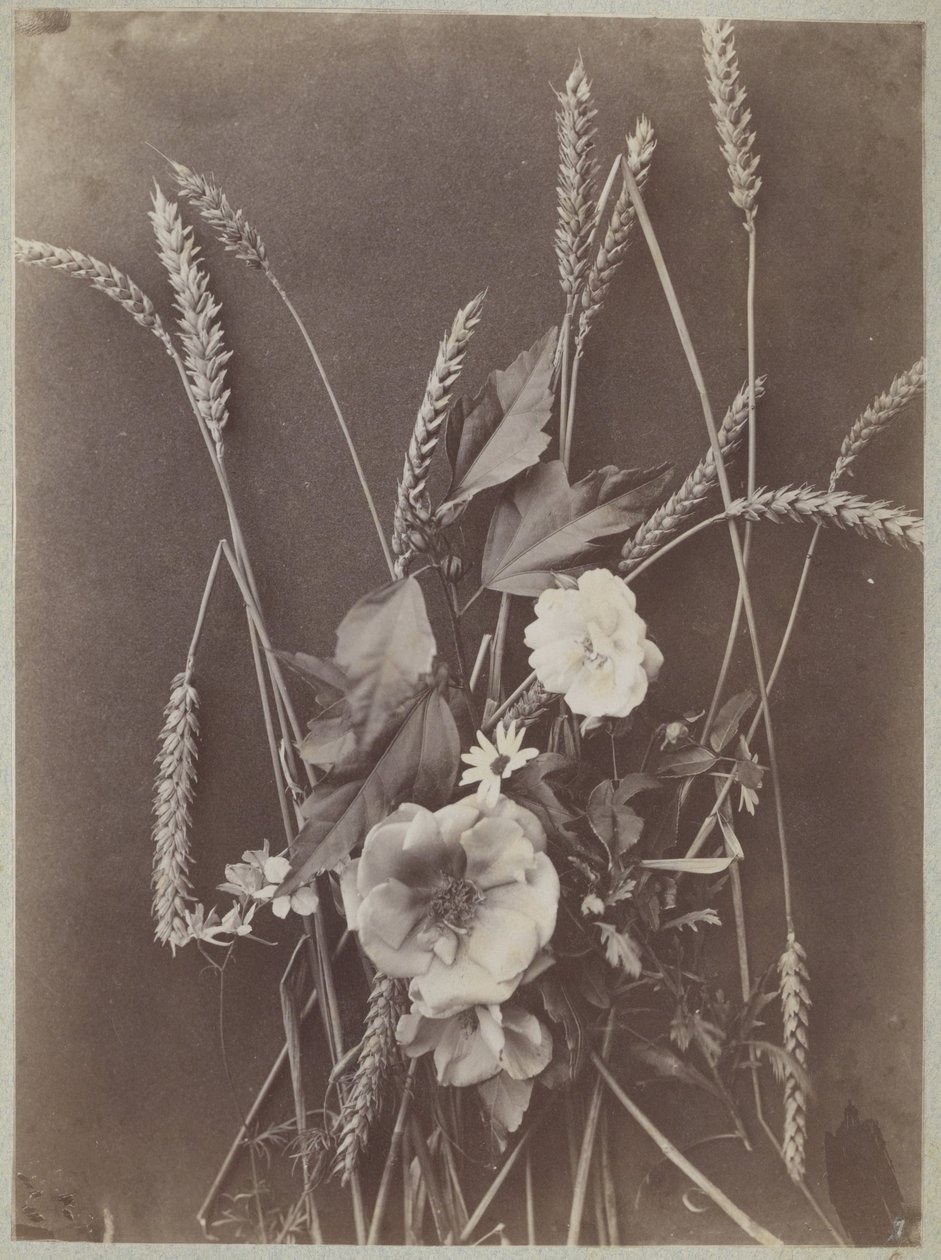 Blommastudie med majsax av Charles Aubry (manner of)
