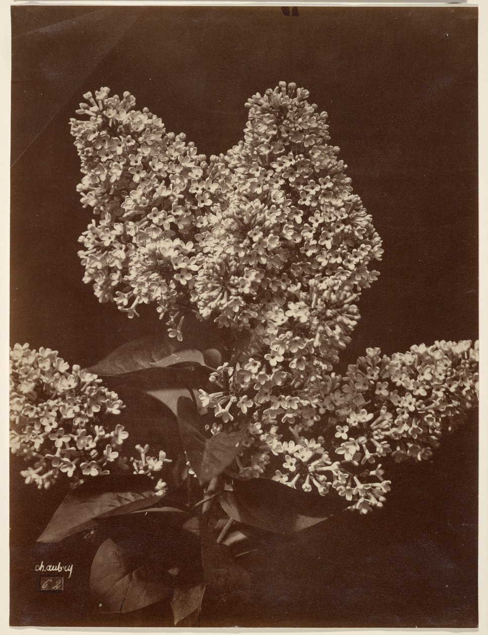 [Lilacs] av Charles Aubry
