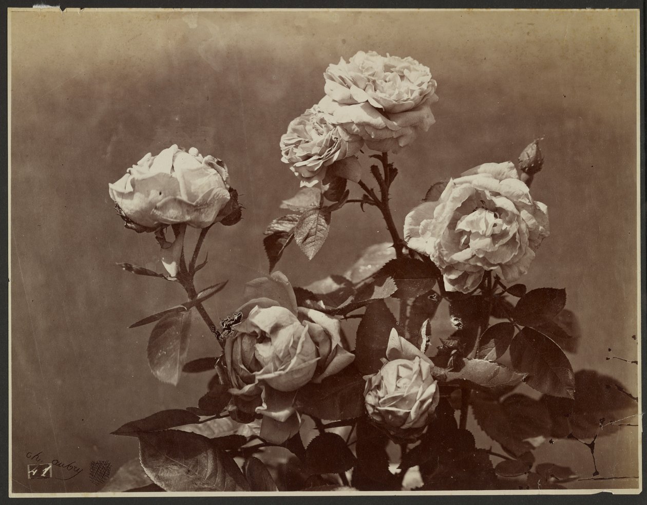 [Rosor] av Charles Aubry