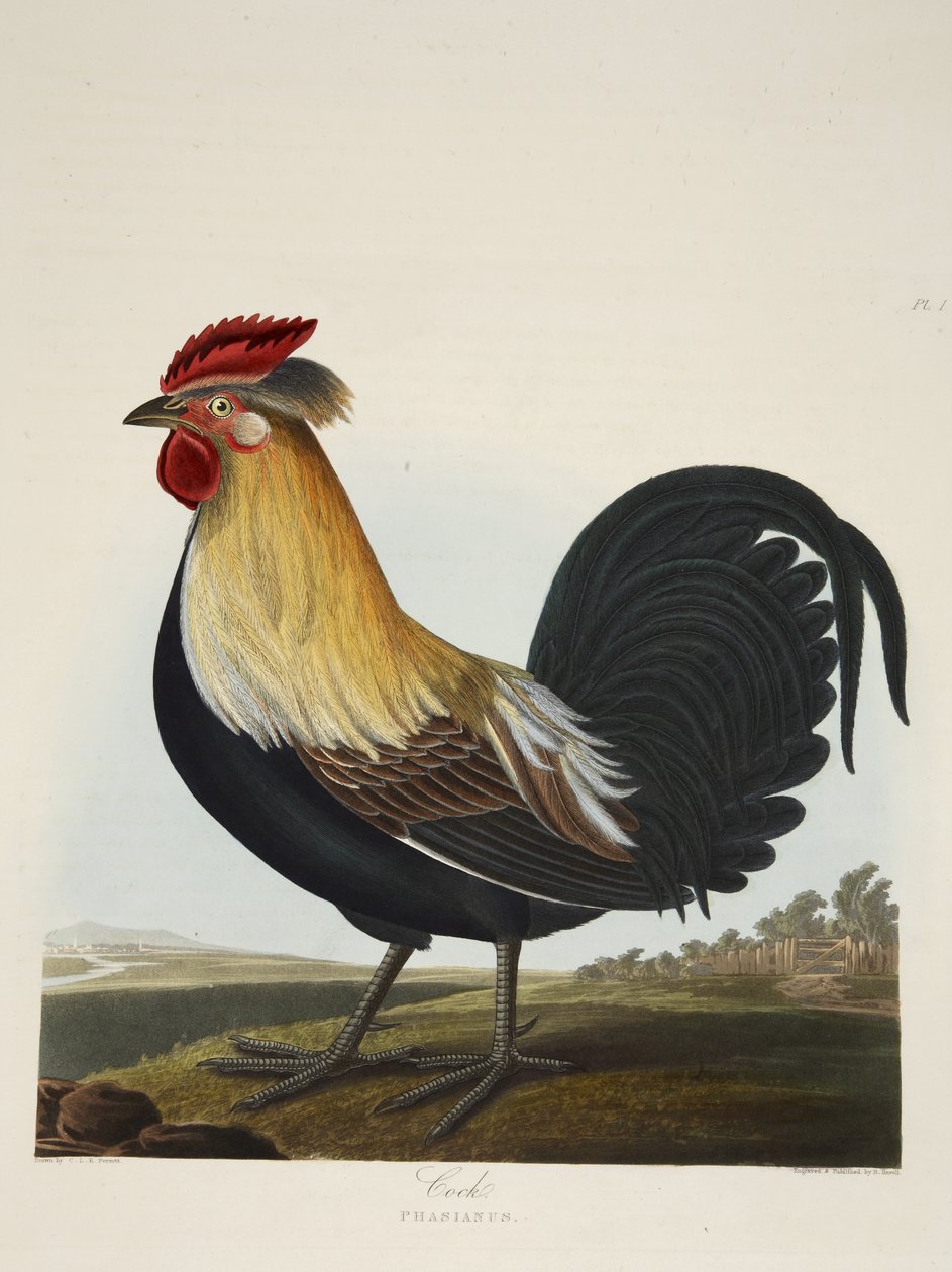 Cock, Phasianus, från "A Selection of British Birds", pub. 1835 (handfärgad gravyr) av Charles Auguste (after) Steuben