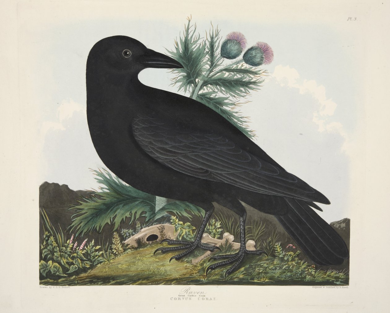 Korpsvart, Corvus Corai, från "A Selection of British Birds", pub. 1835 (handfärgad gravyr) av Charles Auguste (after) Steuben