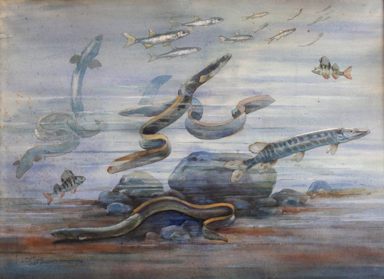 Havsfisk, ca 1907 (akvarell) av Charles Bernier