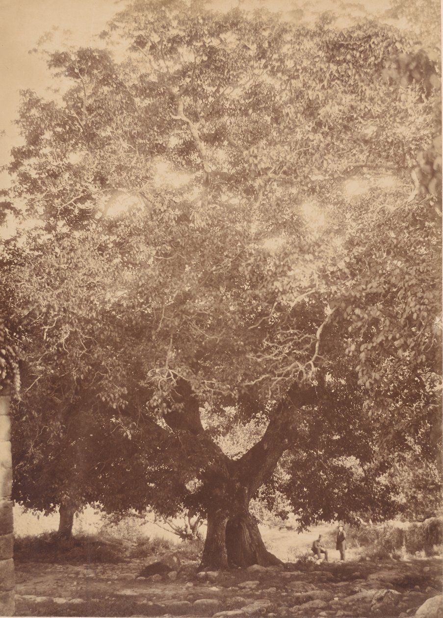 Kejsar Karl Vs valnötsträd, Yuste, 1858. av Charles Clifford
