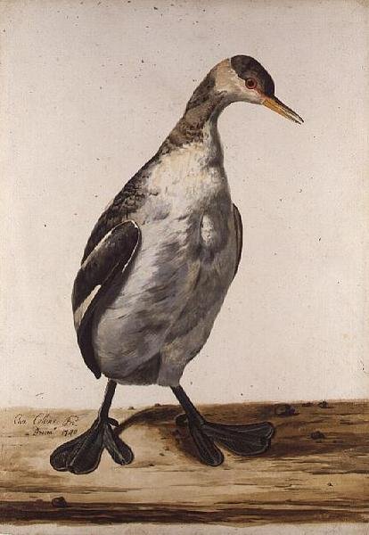 The Greater Loon (akvarell på papper) av Charles Collins
