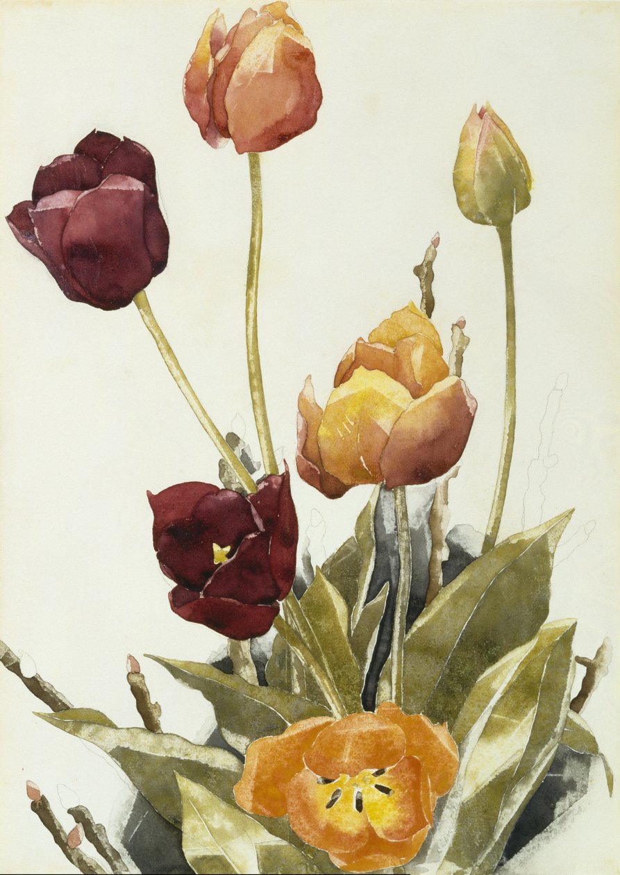 Tulpaner, 1933 (akvarell och grafit på papper) av Charles Demuth