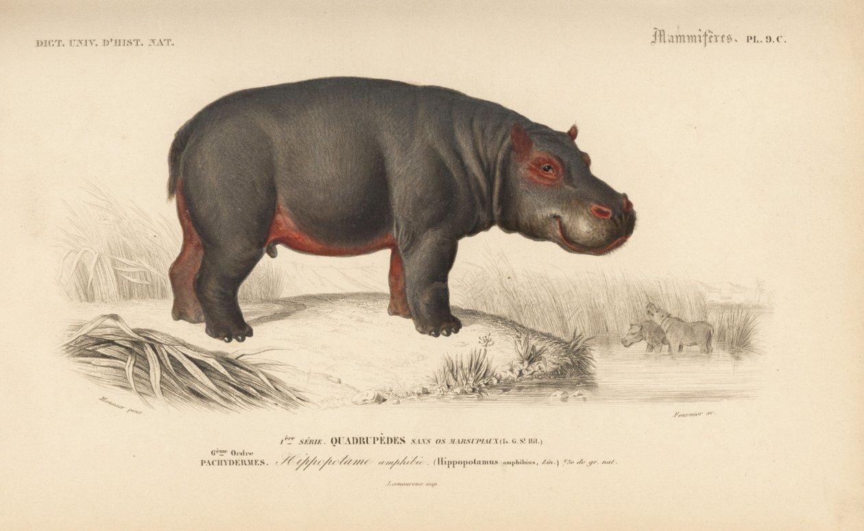 Hippopotamus, från "Dictionnaire Universel d