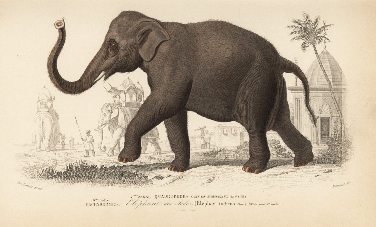 Indisk elefant, från "Dictionnaire Universel d
