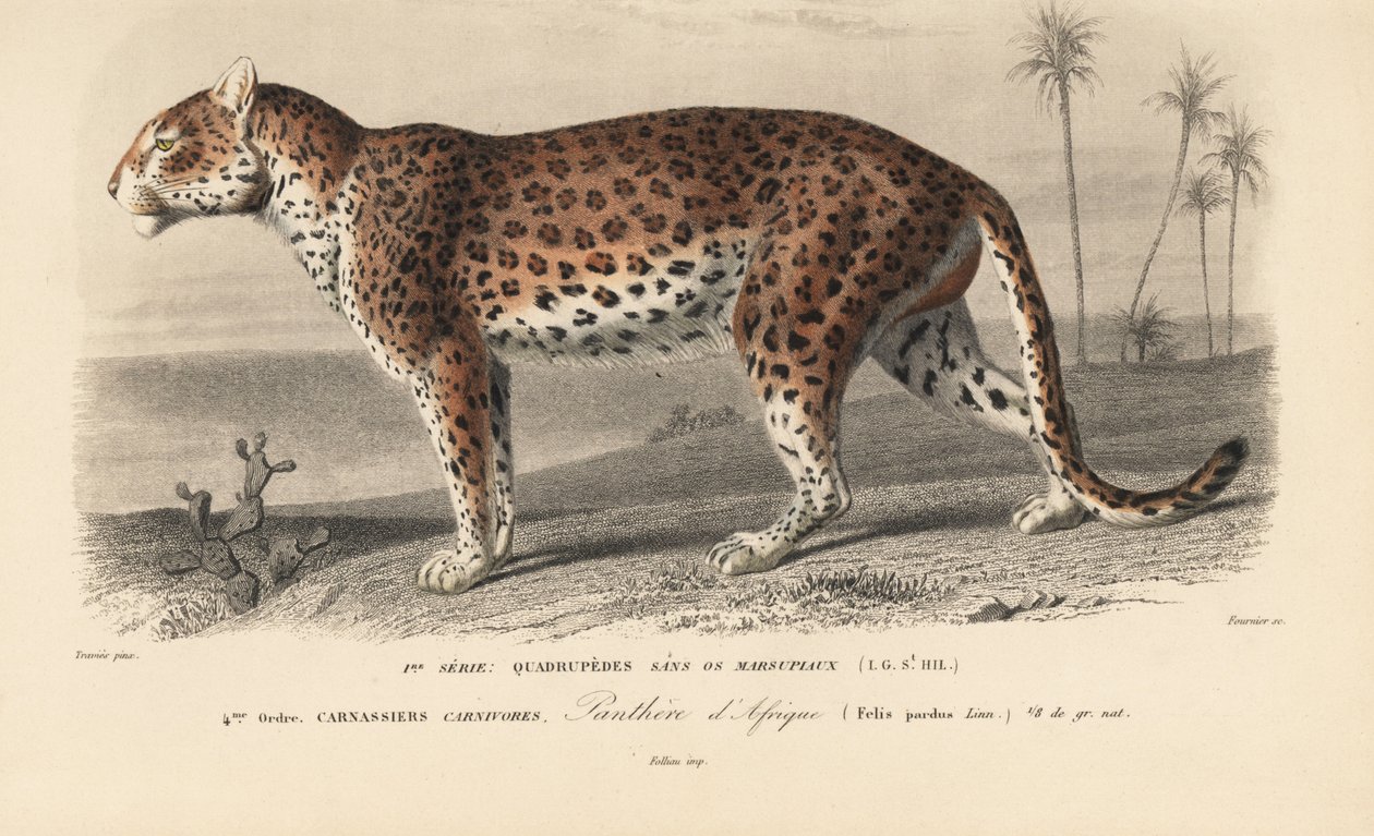 Leopard, från "Dictionnaire Universel d