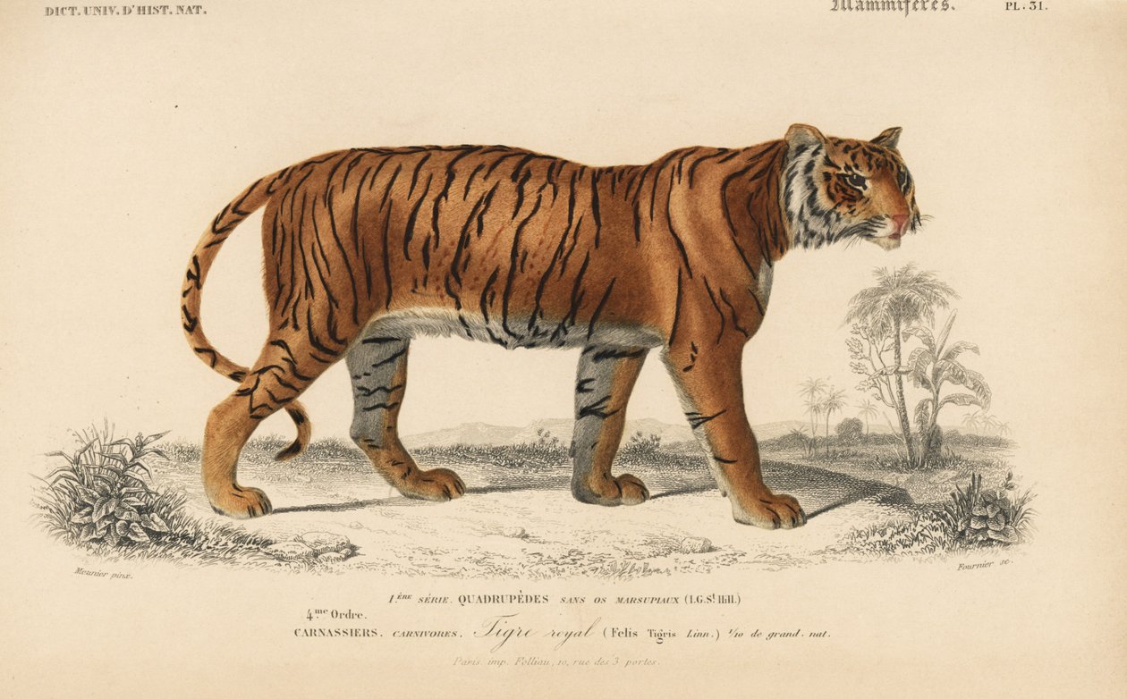 Royal Tiger, från "Dictionnaire Universel d