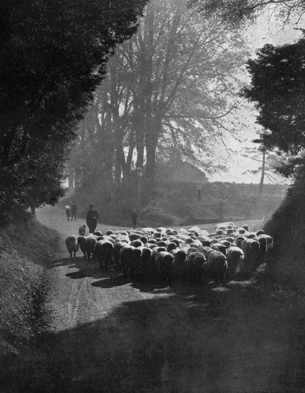 Får på väg till Wilton Sheep Fair, Wilton, Wiltshire, 1924-1926 av Charles E. Brown