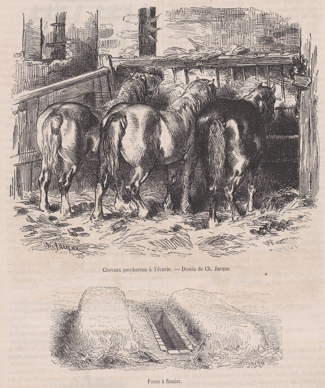 Percheron-hästar i stallet, Gödselgrop, från Magasin Pittoresque, ca. 1852., ca. 1852. av Charles Emile Jacque
