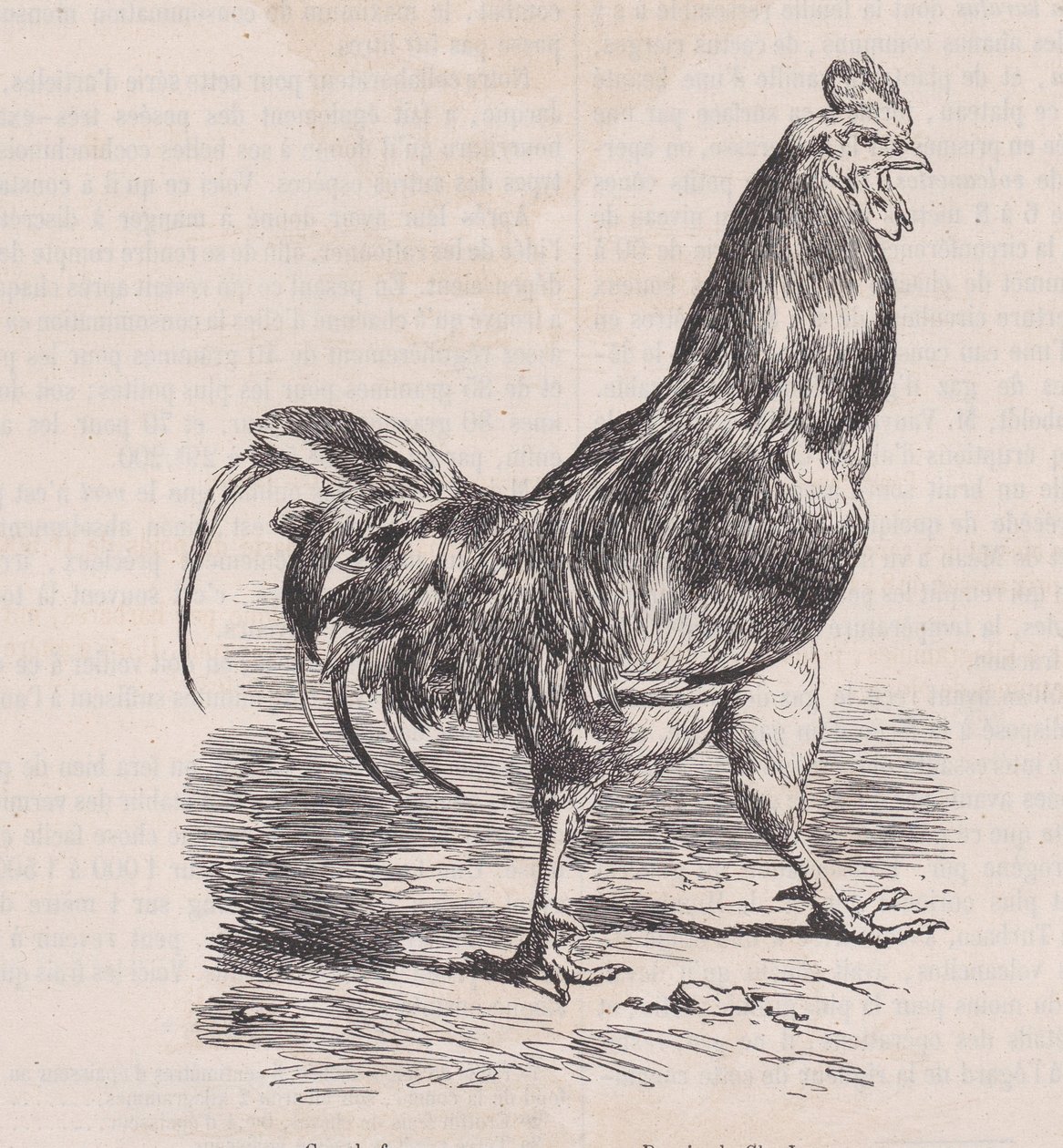 Gårdstupp, vanlig ras., från Magasin Pittoresque, ca. 1852. av Charles Emile Jacque