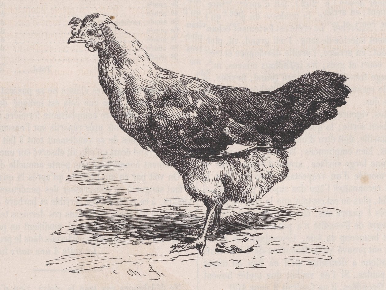 Vanlig fransk höna, dålig lager., från Magasin Pittoresque, ca. 1852. av Charles Emile Jacque