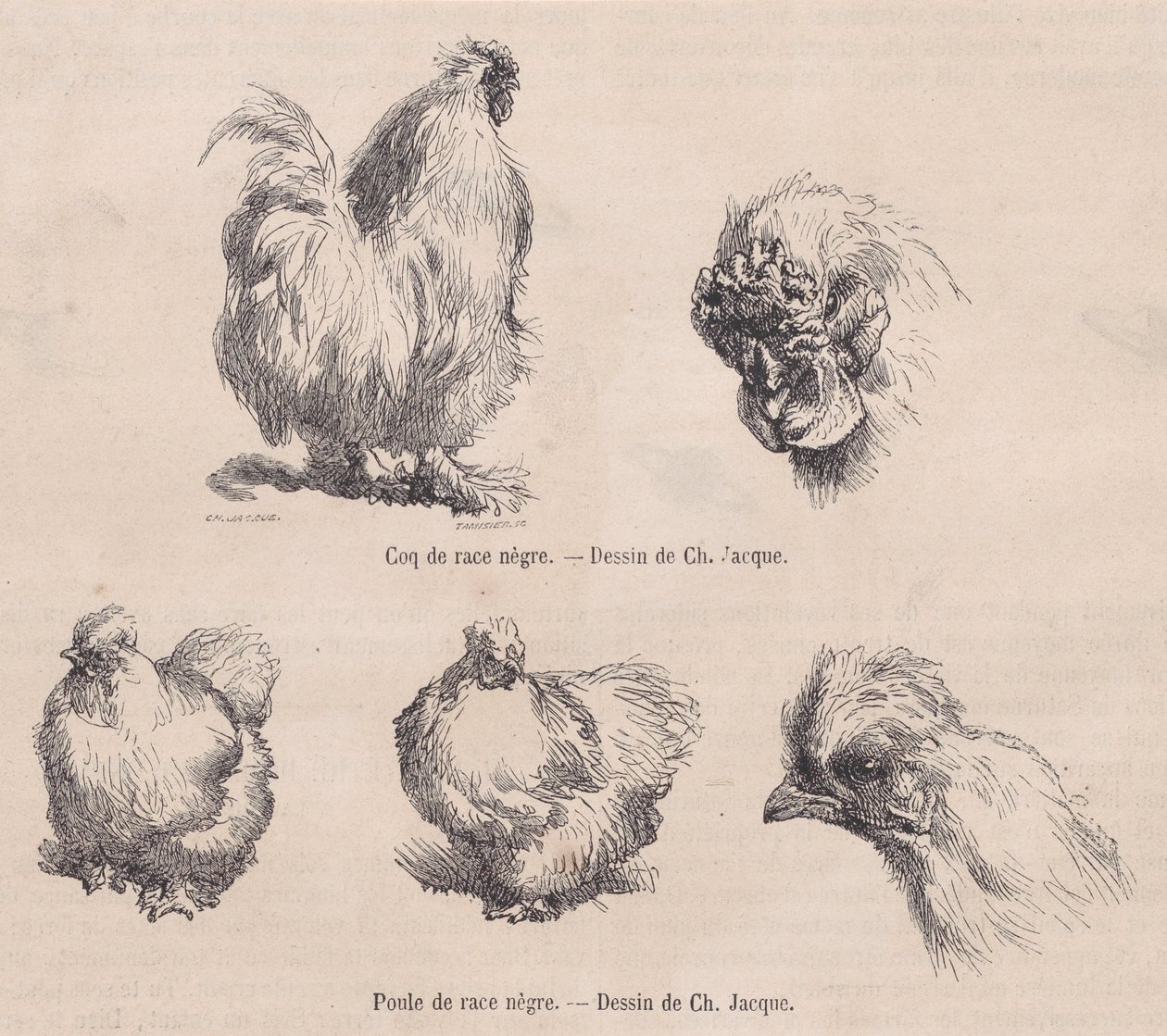 Silkie Cockerel och Silkie Hen, från Le Magasin Pittoresque, september 1861 av Charles Emile Jacque