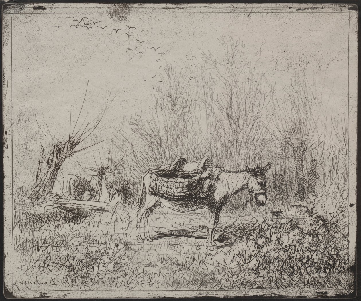 A Donkey in the Field, originalavtryck 1862, tryckt 1921. av Charles Francois Daubigny