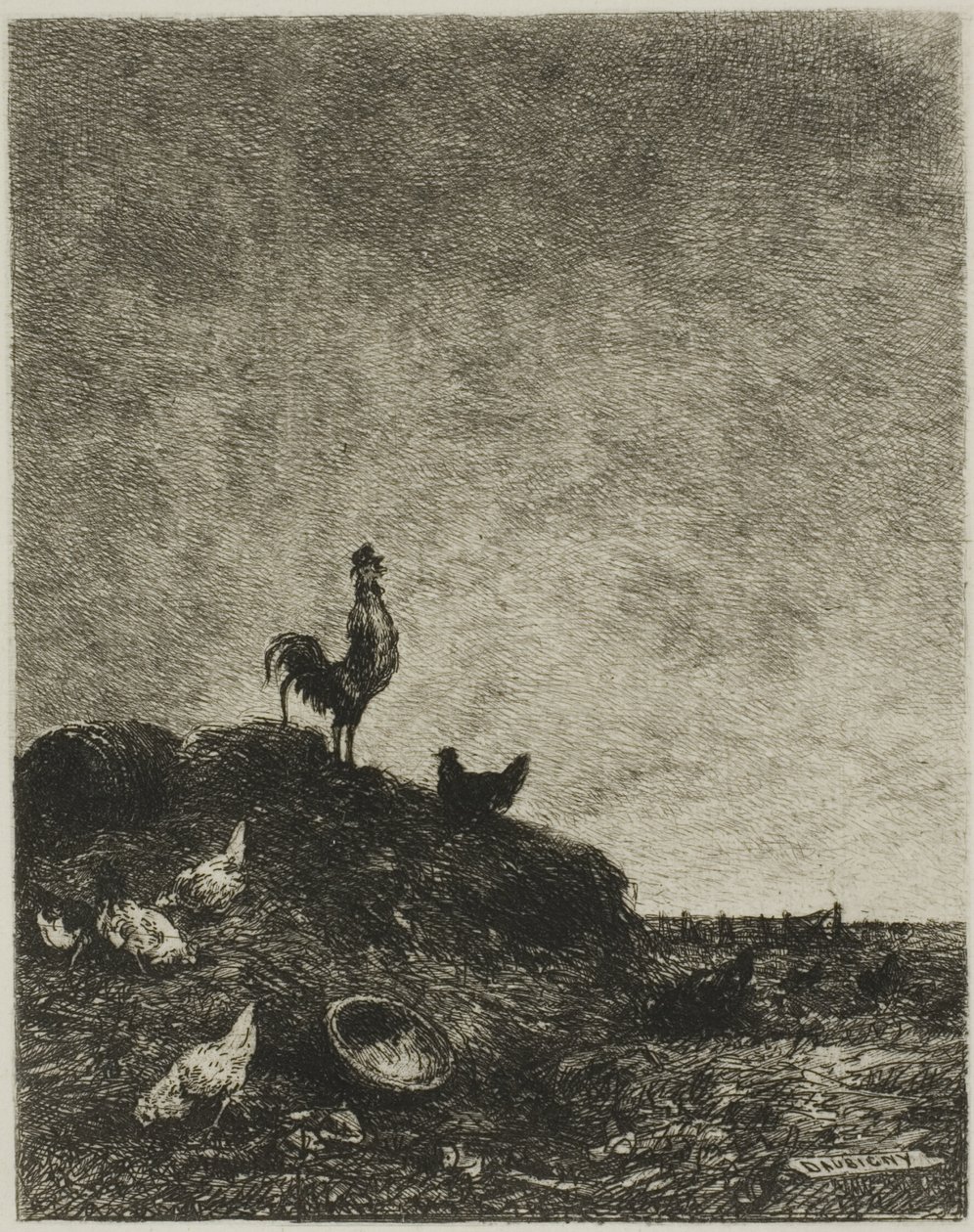 Gryning (Cock